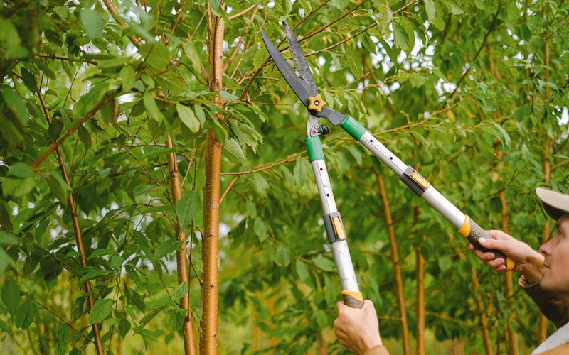 Tree trimming in Linn Grove, IA